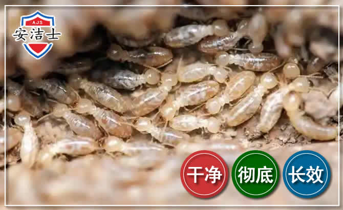 美兰区白蚁防治