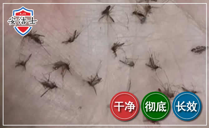 美兰区蚊子防治-灭蚊