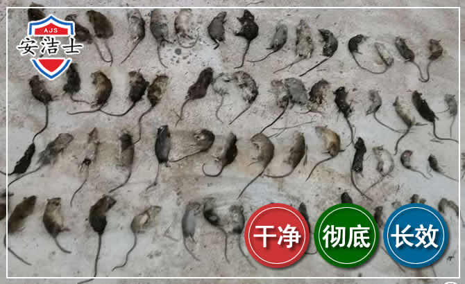 美兰区鼠害防治-灭鼠