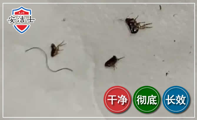 美兰区跳蚤防治-灭跳蚤