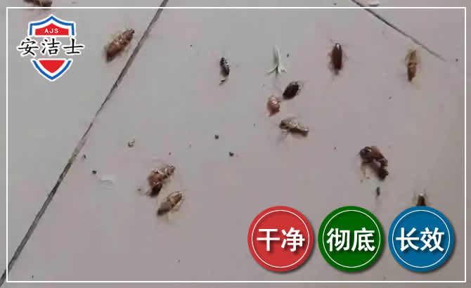 美兰区蟑螂防治-灭蟑螂